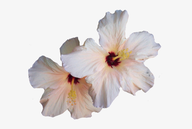 Hibiscus Png Transparent Image - White Hibiscus Flower Png, transparent png #121882
