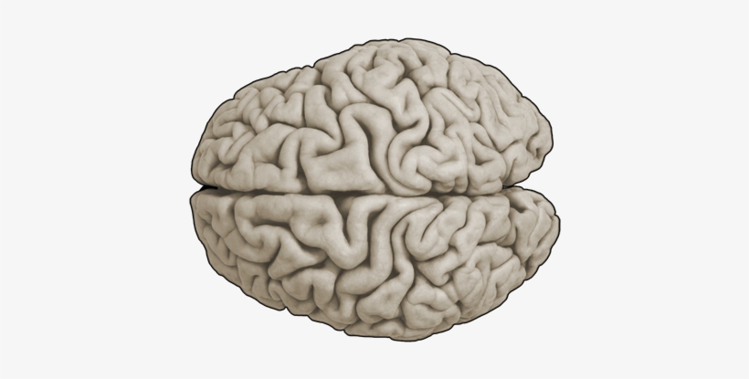 Neuroscience With Cdrom, transparent png #121940