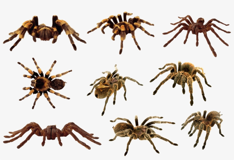 Spider - Spider Clipart, transparent png #121961