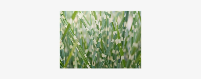 Stripped Ornamental Grass Background Poster • Pixers® - Ornamental Grass, transparent png #121999