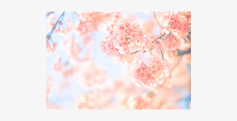 Cherry Blossom, transparent png #122087