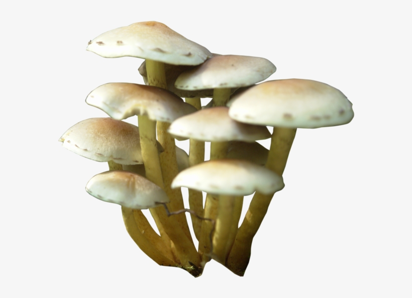 Svg Download Fungi Drawing Watercolor - Mushroom Animated Gifs No Background, transparent png #122282