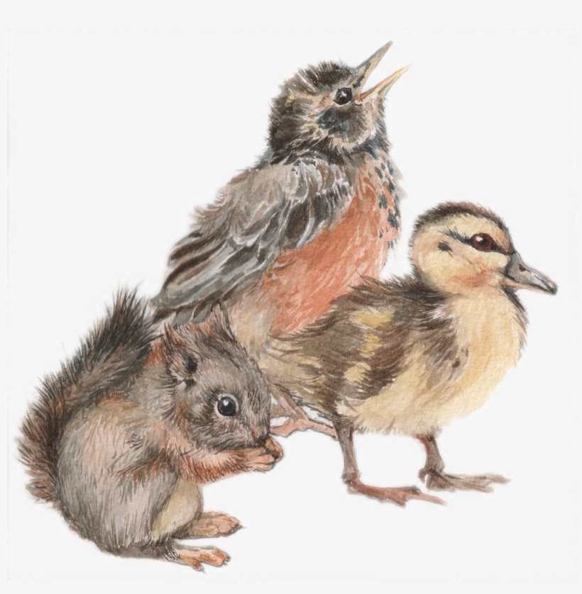 I Did Some Little Watercolors For The Invitation To - Lark, transparent png #122586