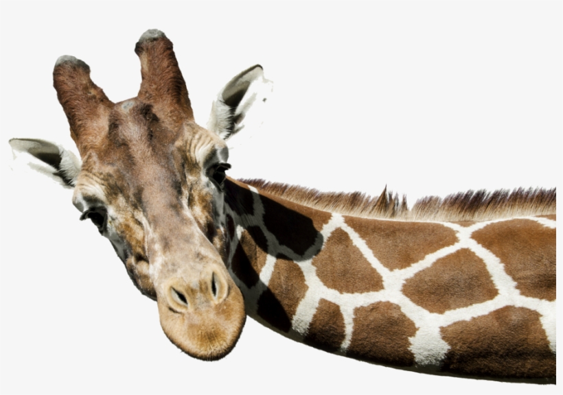 Giraffe Png Free Download - Giraffe Png, transparent png #122816