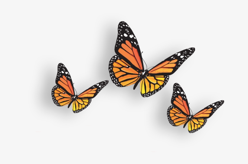 Butterflies Transparent Bunch - Butterfly, transparent png #122911