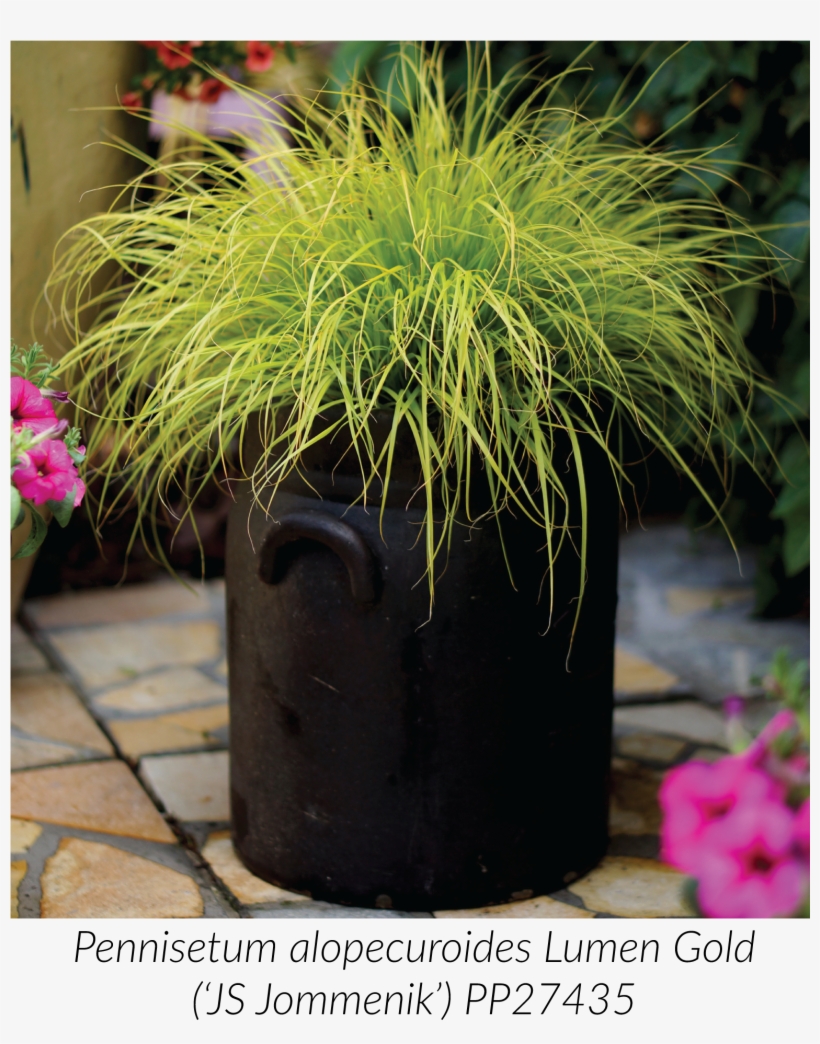 We Introduced Lumen Gold Fountain Grass Earlier This - Flowerpot, transparent png #122969