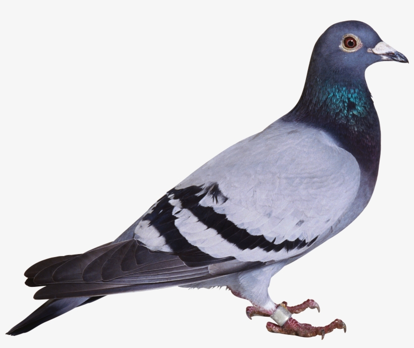 Pigeon Png Image - Pigeon Png, transparent png #123022