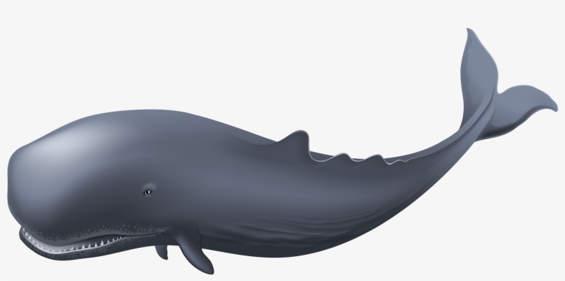 Whale Clipart - Whale Png, transparent png #123407
