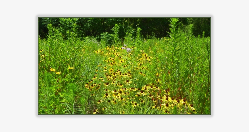 Kenesserie Tallgrass Prairie Chatham Kent - Dandelion, transparent png #123767