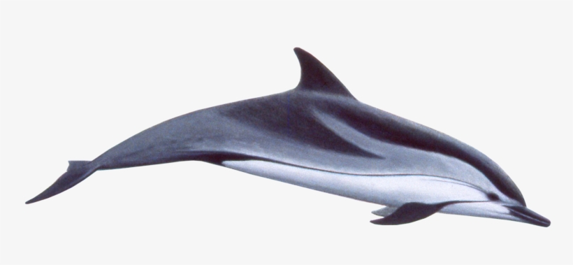 Cute Swimming Dolphin Png Image, transparent png #123890
