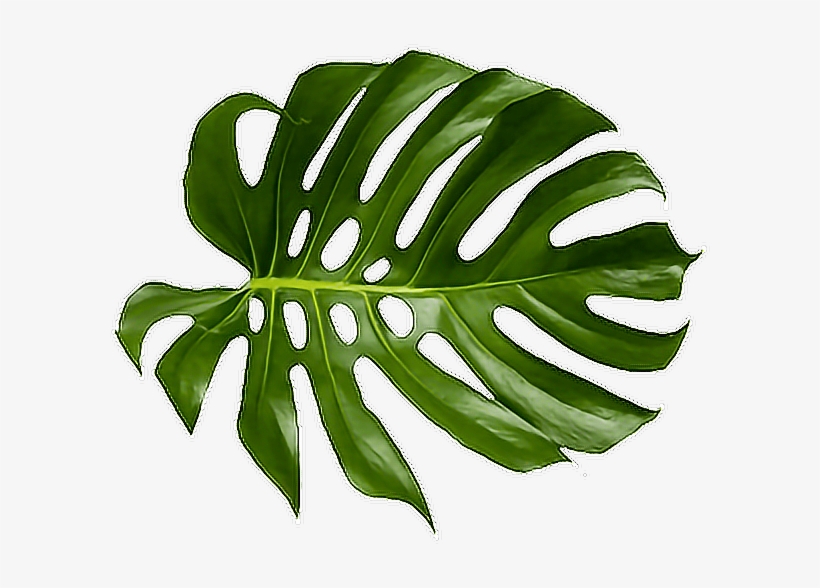 Tropical Palm Png - Tropical Palm Leaf Png, transparent png #124077