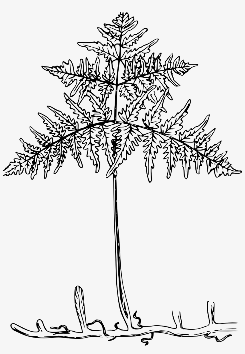 Fern Plant Leaves Runner Png Transparent Stock - Transparent Leaf Roots, transparent png #124250