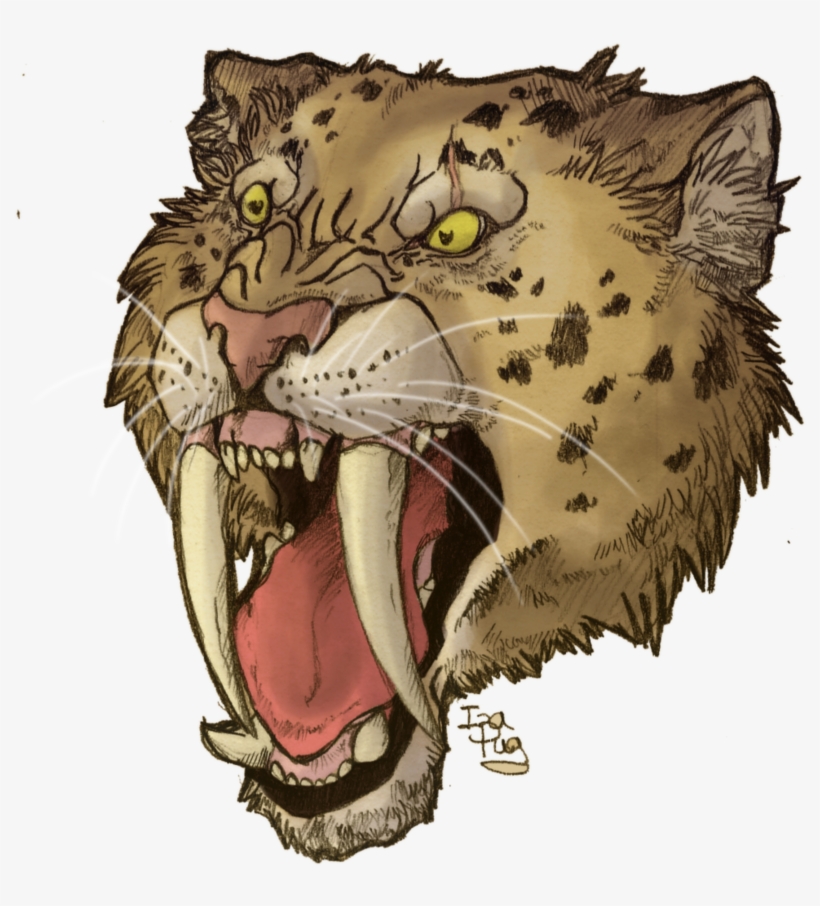 Saber Tooth Tiger Drawing Saber Tooth Tiger Skull Tattoo - Saber Tooth Tiger Head, transparent png #124508
