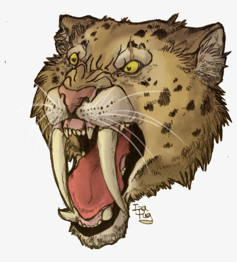 Saber Tooth Tiger Drawing Saber Tooth Tiger Skull Tattoo  Saber Tooth Tiger  Head  Free Transparent PNG Download  PNGkey