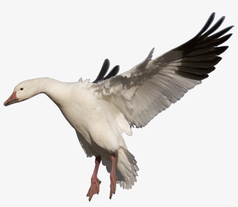 Download Amazing High-quality Latest Png Images Transparent - Bar Headed Goose Png, transparent png #124676
