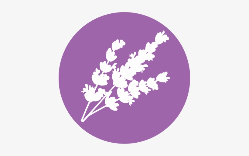 Lavender, transparent png #124900