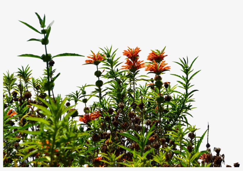 Garden Background Png Clip Art Royalty Free - Wildflowers Png, transparent png #125020