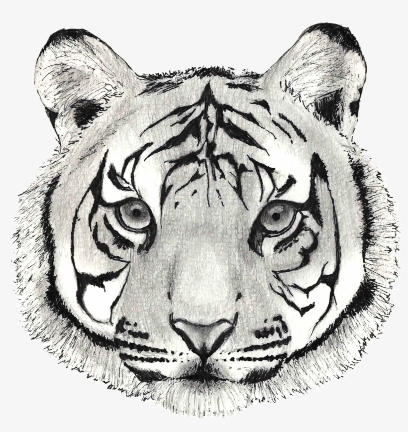 Tiger, transparent png #125166