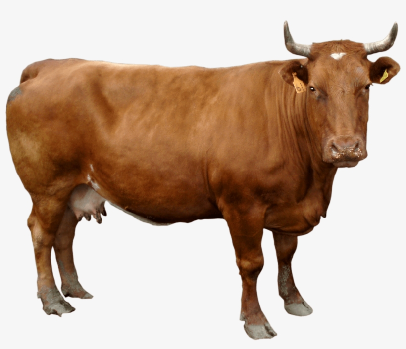 Cow Png, transparent png #125768