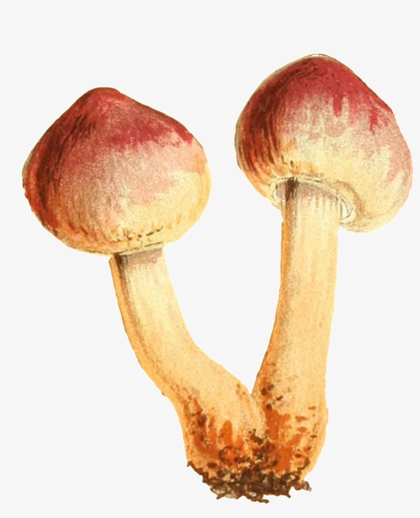 This Graphics Is Two Small Mushrooms Connected To The - Mushroom, transparent png #126317