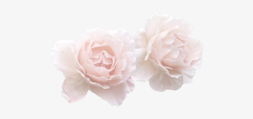 Rose, Flowers, And Pink Image - Kpop Text Tumblr Transparent, transparent png #126412