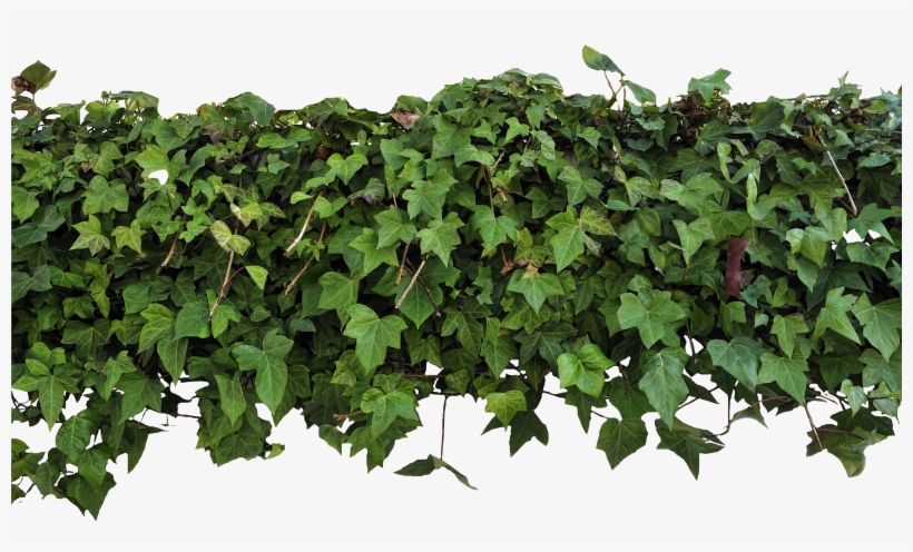 Ivy Overhang Png By Evelivesey - Ivy Texture Png, transparent png #127155