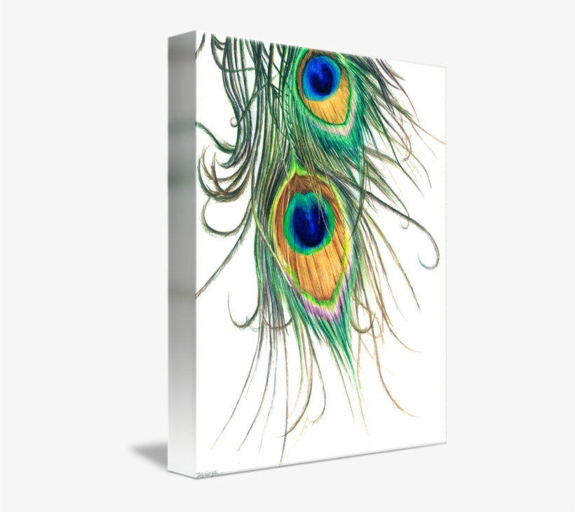 "peacock Feathers" By Kelly Eddington, St - Peacock Feather Painting, transparent png #127174
