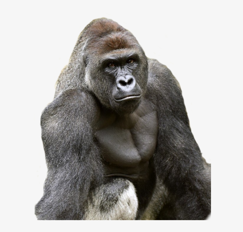 Harambe Cut Out - Harambe Gorilla, transparent png #127659
