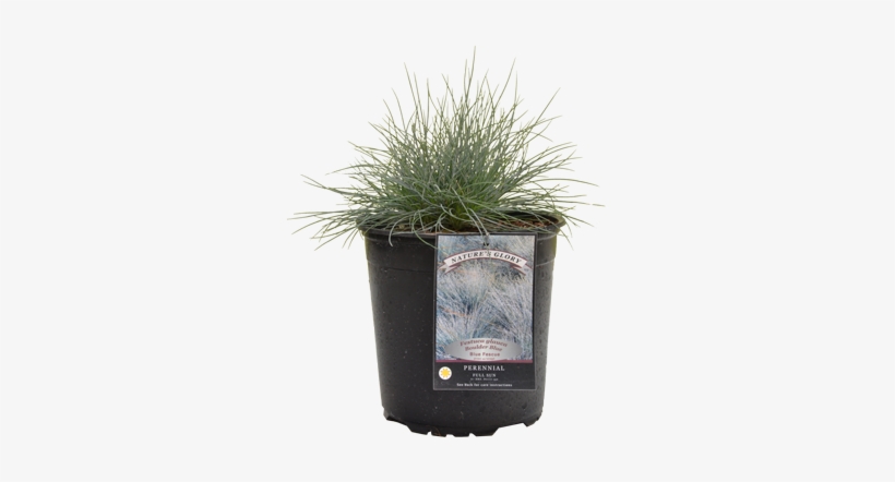 Fountain Grass, transparent png #128064