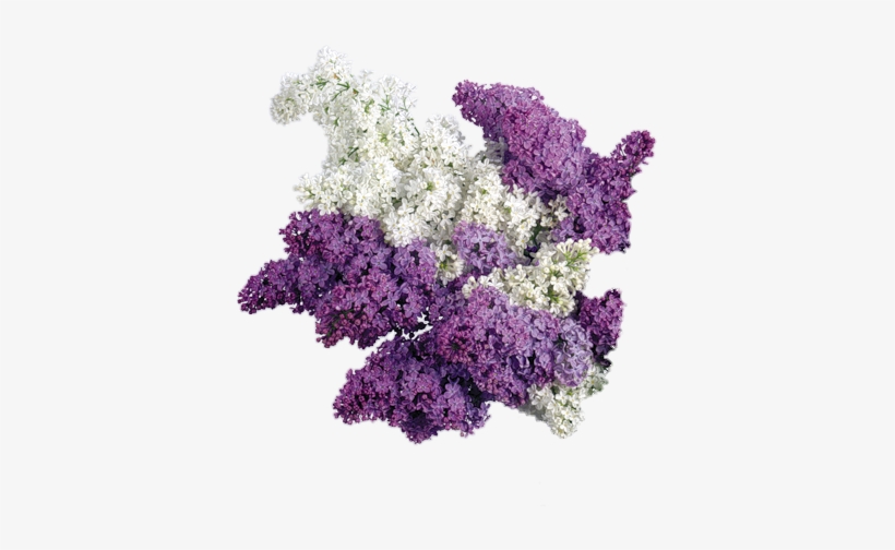 Freetoedit Png Flowers With A Transparent Background - Reval Candle - Scented Cubes Lilac Scented Cube Wax, transparent png #128270