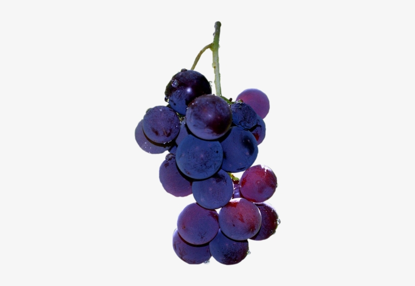 Watercolor Painting, transparent png #128669