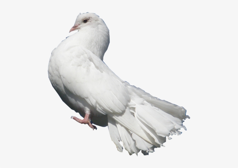 White Dove Snip - Poetry, transparent png #129191