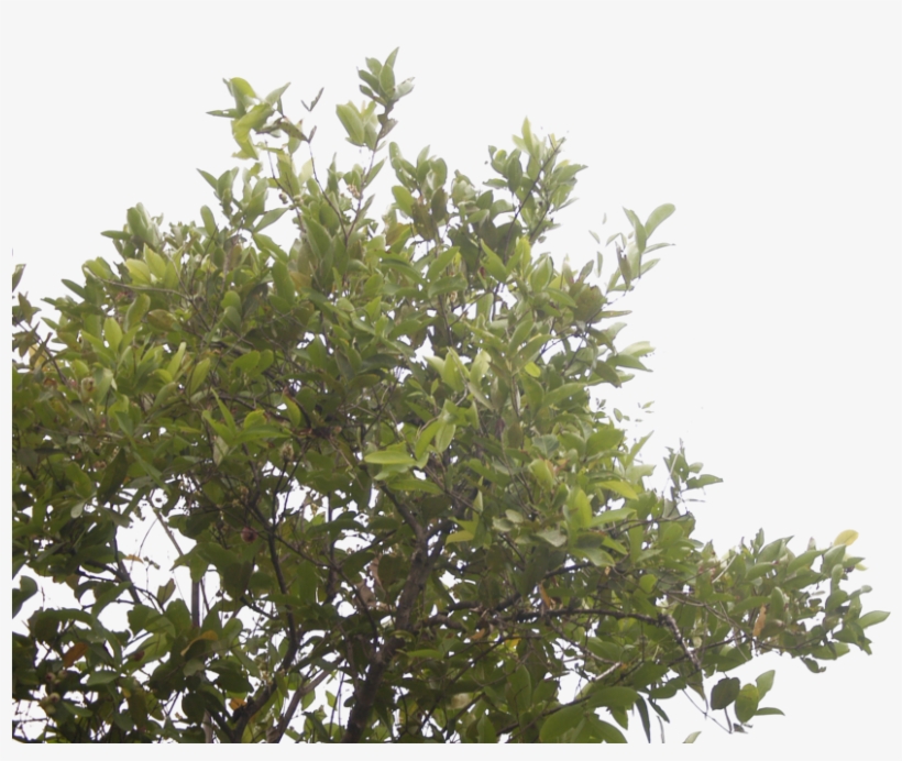 The Rose Apple Tree By Blur Stock, transparent png #129242