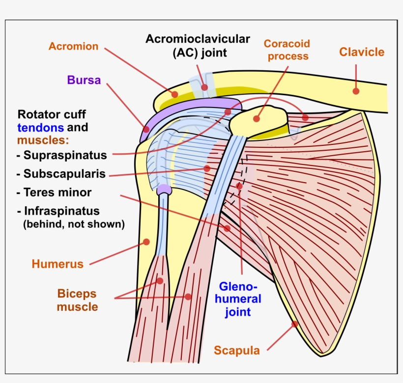 Open - Shoulder Joint, transparent png #129286