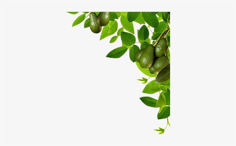 Plant Border Clip Art, transparent png #129549