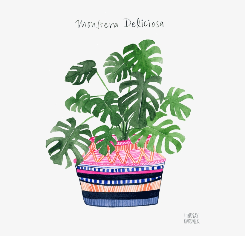 Monstera Deliciosa Watercolor Painting By Lindsay Gardner - Watercolor Painting, transparent png #129656