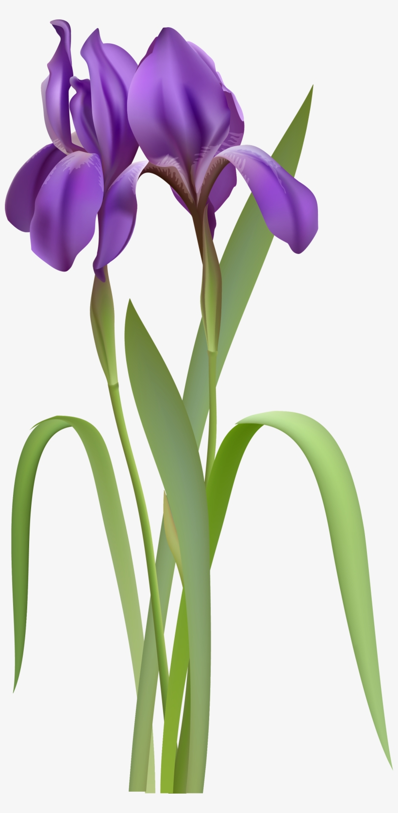 Iris Spring Flower Png Clipart - Iris Png, transparent png #129882