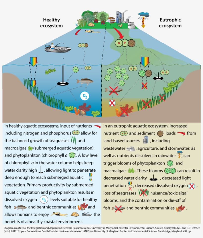 Healthy Storm Water Pond Clipart Surface Runoff Stormwater - Toxic Ecosystem, transparent png #1201794