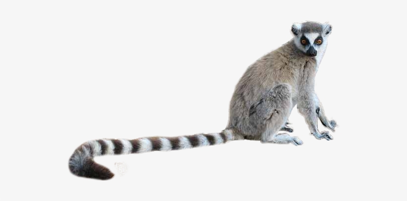 Ring Tailed Lemur Png, transparent png #1202590
