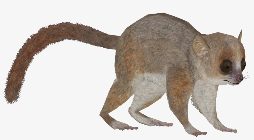 Grey Mouse Lemur - Zt2 Download Library Lemur, transparent png #1202609
