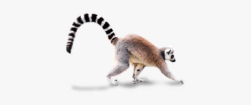 Walking With Lemurs - Ring Tailed Lemur Png, transparent png #1202635