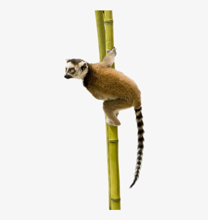 Lemur Tail Png - Lemur Animal Png Hd, transparent png #1202686