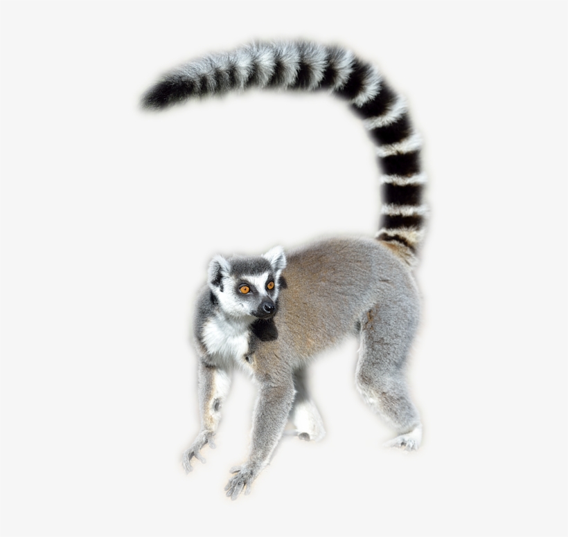 Ring Tailed Lemur Transparent, transparent png #1202706