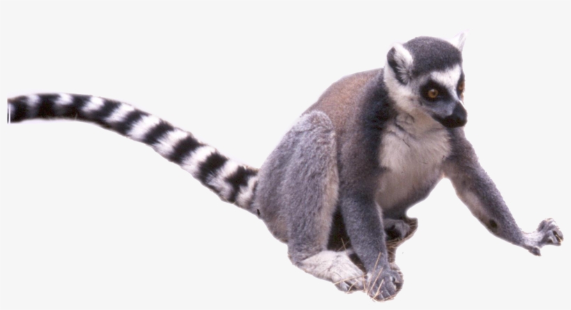 Tail - Madagascar Cat, transparent png #1202796