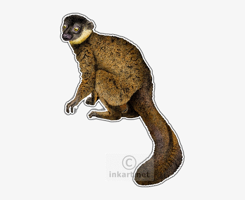 Endangered Animals - Common Brown Lemur, transparent png #1202814