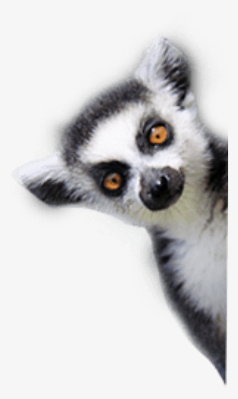 Report Abuse - Lemurs, transparent png #1203122