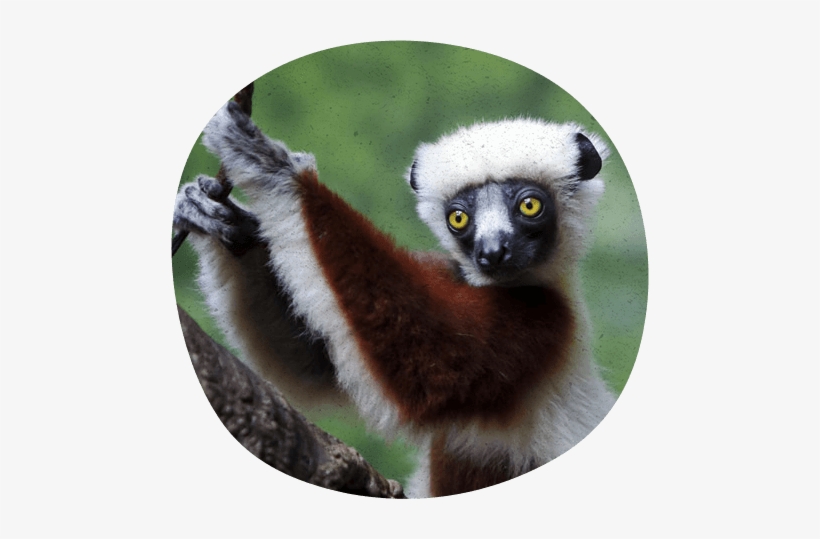 Heed The Call - Lemurs, transparent png #1203182