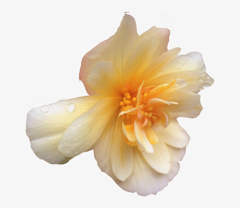Flower Edit - Begonia, transparent png #1203467