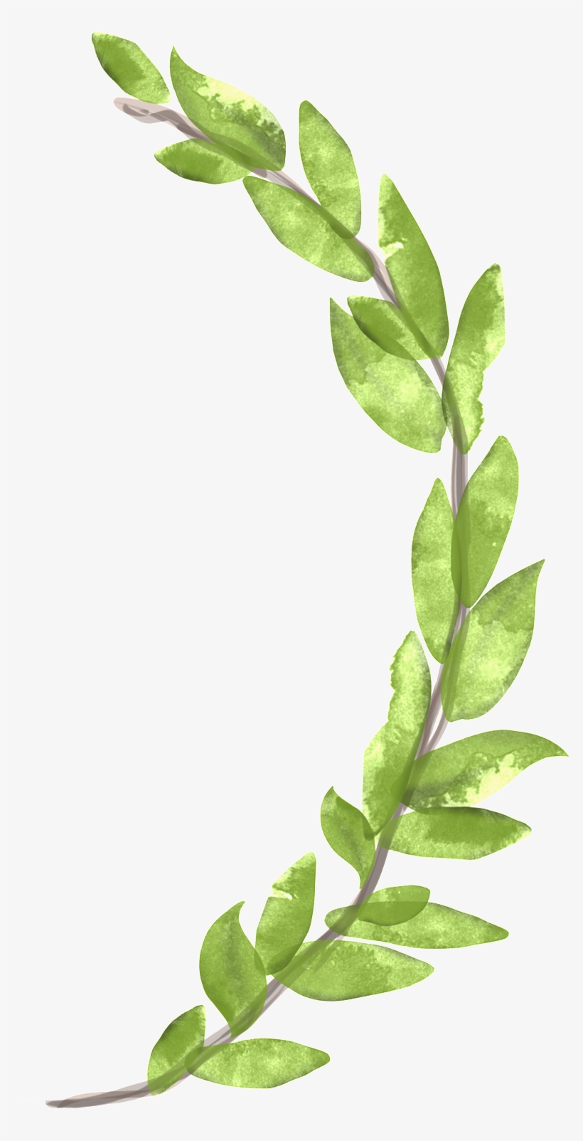 This Graphics Is Victory Branch Cartoon Transparent - Cartoon, transparent png #1205914