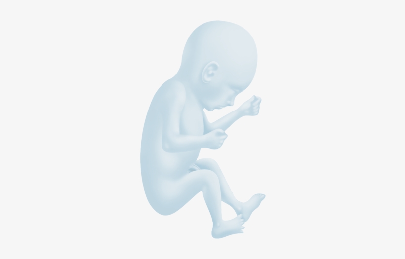 Welcome At The Fetal Medicine Foundation Belgium Clip - Transparent Baby Womb, transparent png #1206512